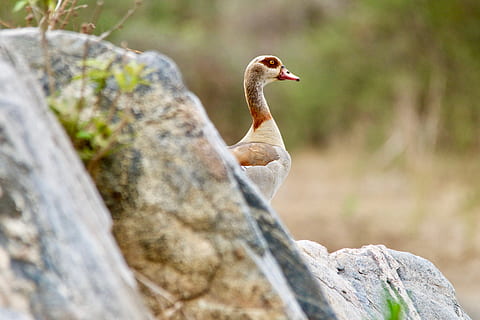 malawi, one animal, animal wildlife, animals in the wild, rock - object HD wallpaper