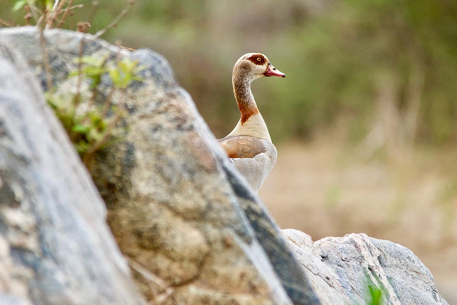 malawi, one animal, animal wildlife, animals in the wild, rock - object HD wallpaper