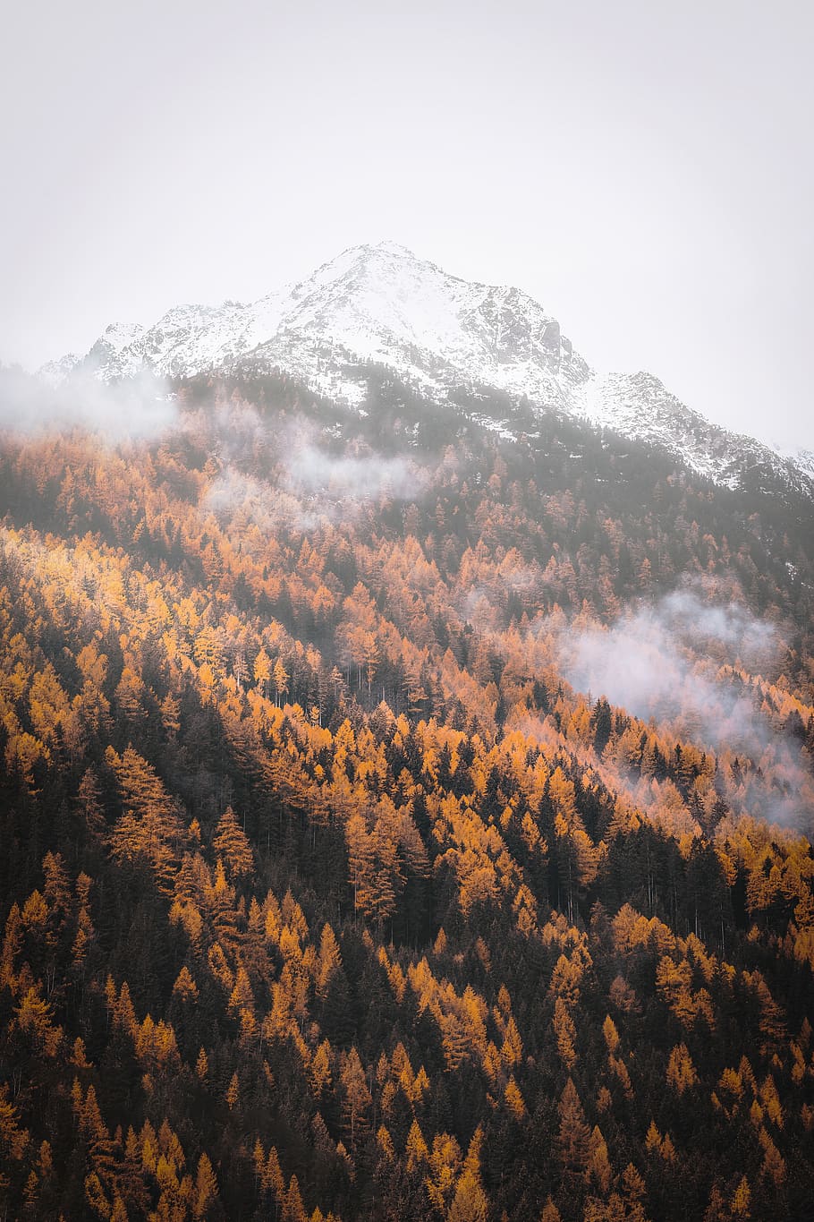 tree field on mountain during daytime, beauty in nature, tranquil scene HD wallpaper