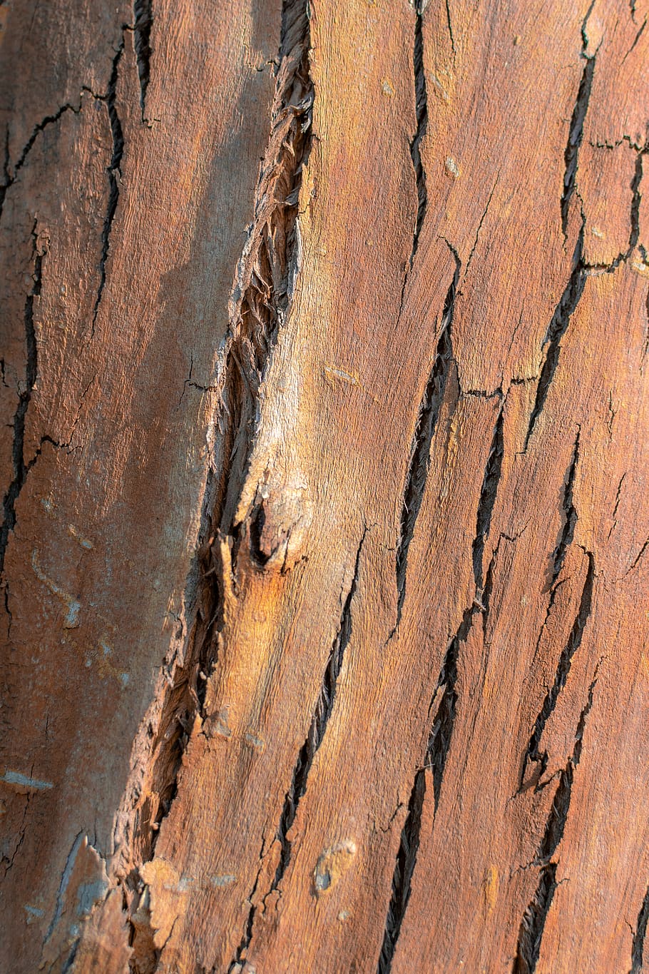 tree trunk, wood - material, full frame, textured, no people HD wallpaper