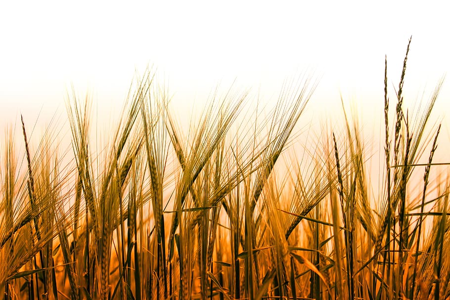 wheat, cereals, field, grain, wheat field, cornfield, agriculture HD wallpaper