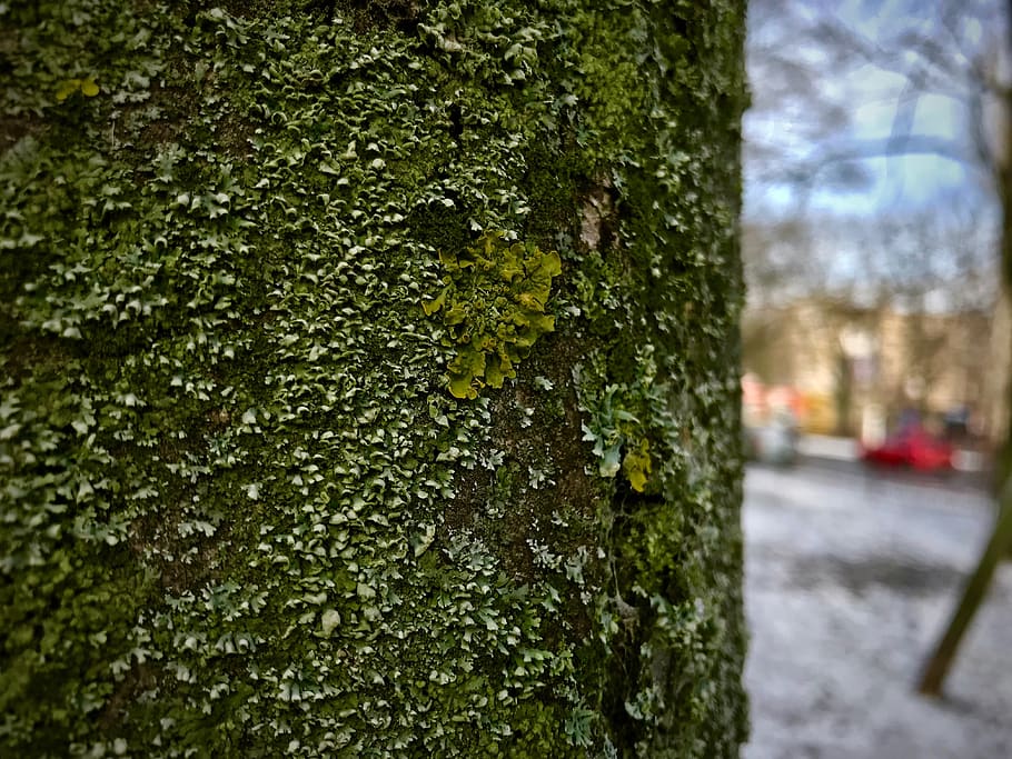ukraine, odesa, park, plant, tree, macro, green, moss, tree trunk HD wallpaper