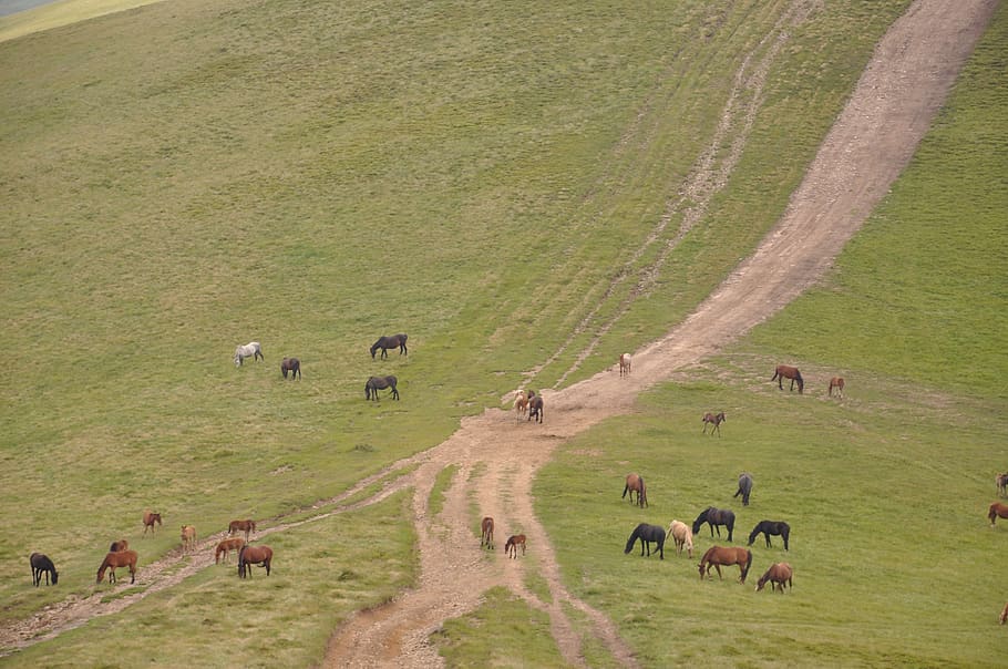 mountains, horse, landscape, livestock, domestic animals, high angle view HD wallpaper