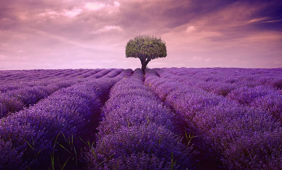 tree, lavender, lonely, artwork, lines, nature, plant, garden, HD wallpaper