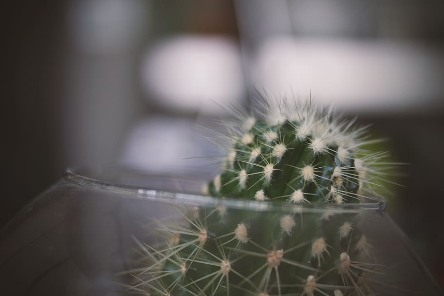 Green Cactus on Clear Glass Bowl, close-up, macro, plant, succulent plant HD wallpaper