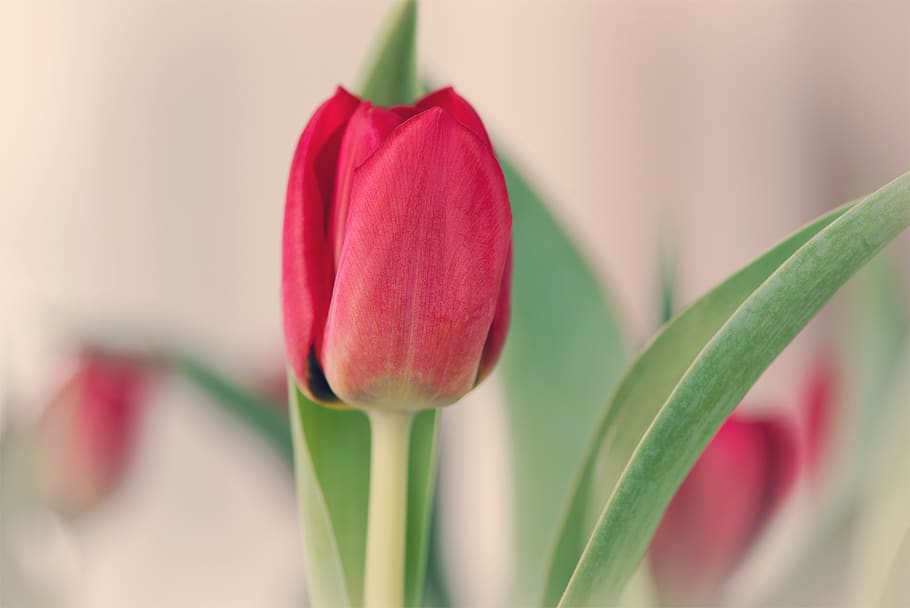 tulip, red, romantic, flower, blossom, bloom, red tulip, closed HD wallpaper