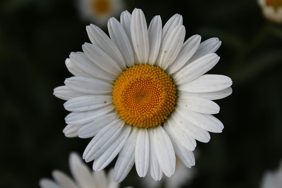 daisy, flower, flora, flowering plant, petal, freshness, vulnerability HD wallpaper