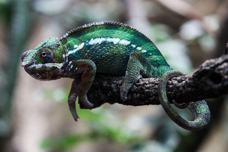 green bearded dragon, animal, lizard, reptile, snake, germany, HD wallpaper