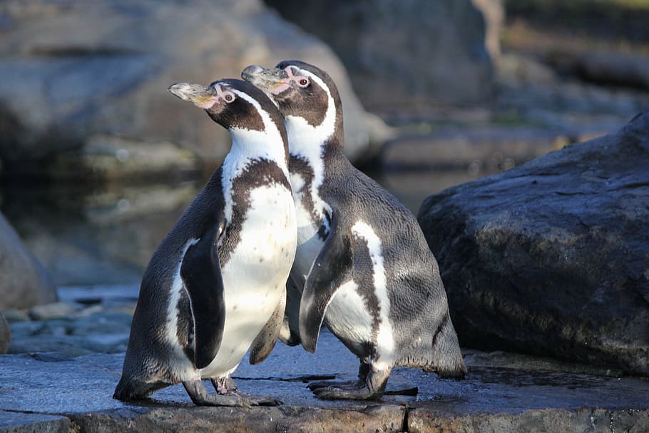 2 Penguins on rock, animal themes, animal wildlife, animals in the wild HD wallpaper