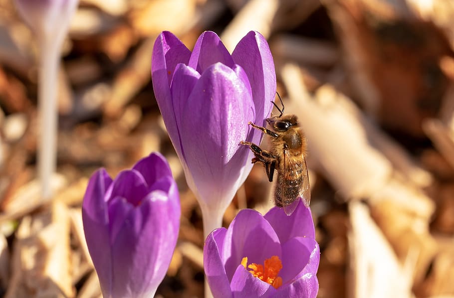 bee, crocus, honey bee, insect, collect pollen, spring, nectar HD wallpaper