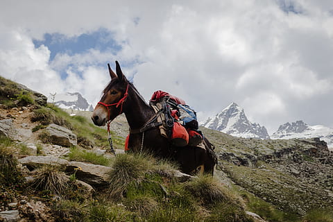 person riding on horse on top of mountain, donkey, gear, porter HD wallpaper
