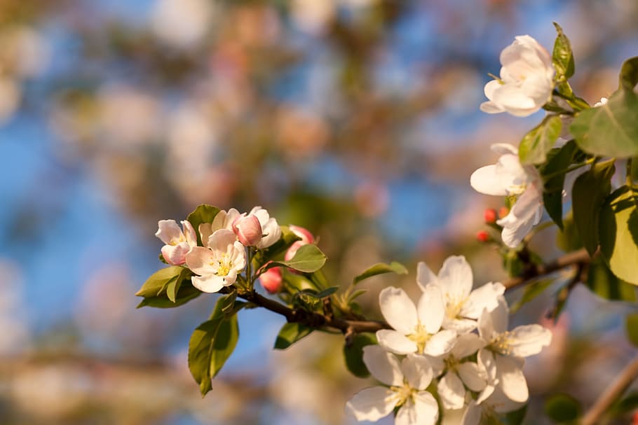 beautiful, blossom, bright, bunch, closeup, detail, flora, floral HD wallpaper