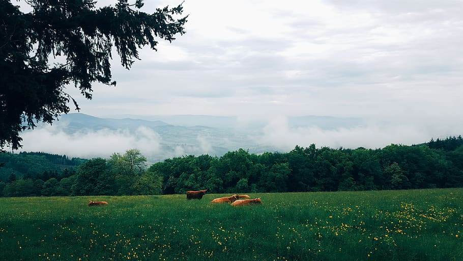 green, grass, nature, landscape, trees, clouds, sky, animals HD wallpaper