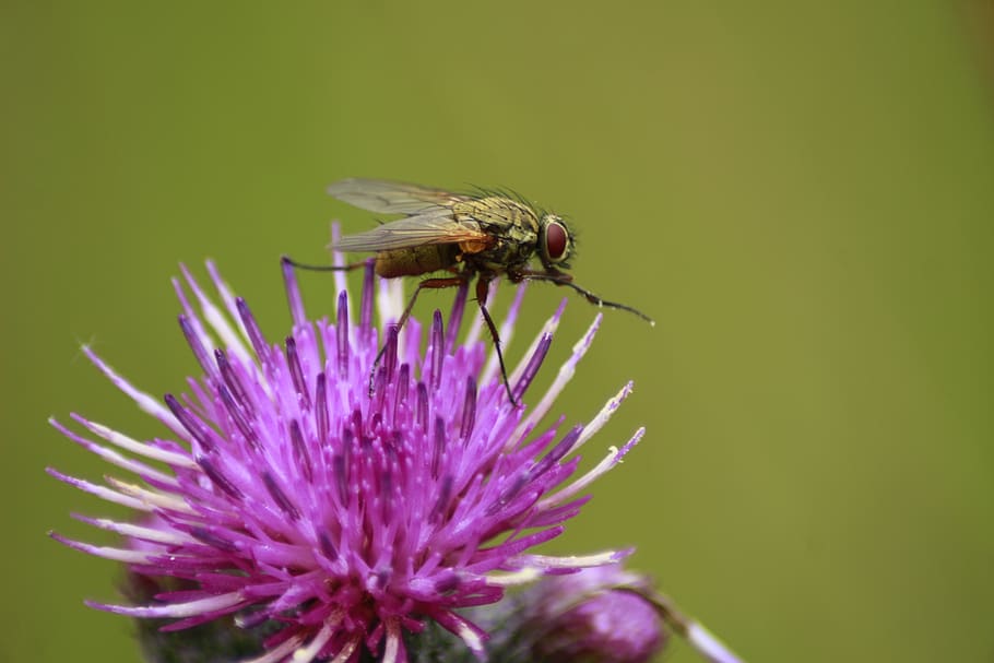 fly, diestel, macro, nature, flower, flight insect, close up HD wallpaper