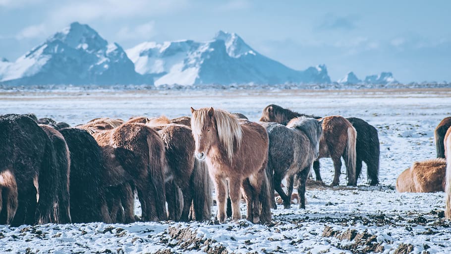 brown and gray horses, mammal, animal, nature, elephant, wildlife HD wallpaper