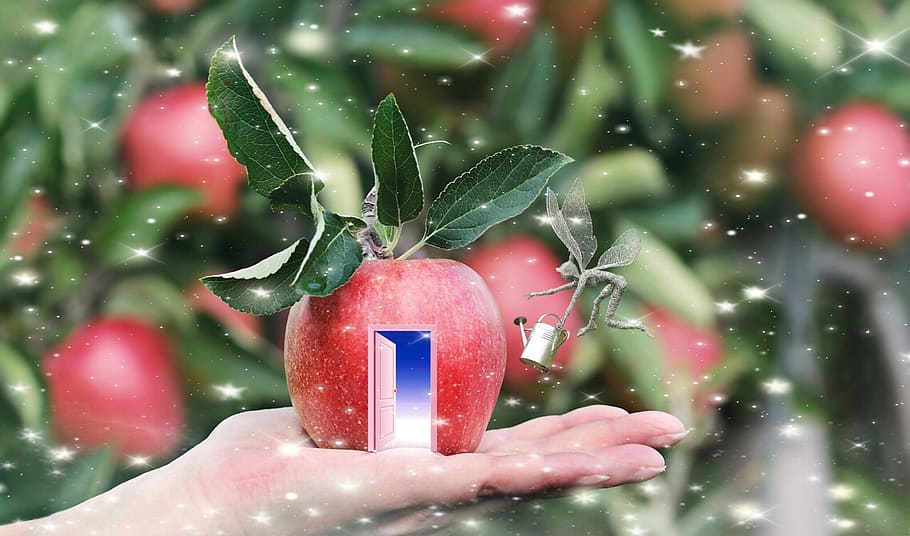fruit, tree, nature, food, winter, dreaming, fantasy, fairy HD wallpaper