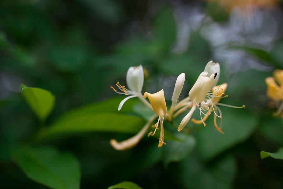 germany, enge-sande, ochsenweg, tree, plant, honeysuckle, closeup HD wallpaper