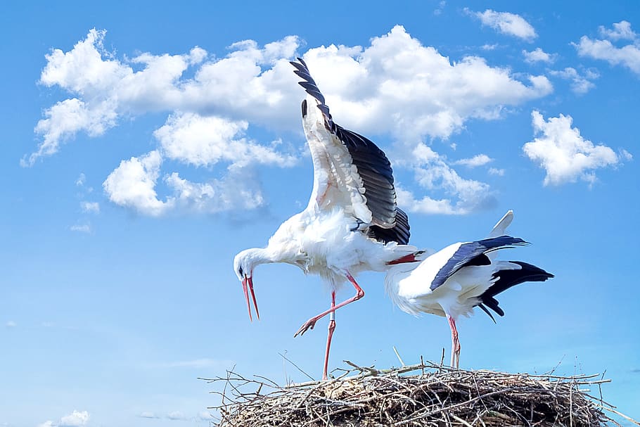 White-and-black Birds, animals, nest, storks, animal themes, animal wildlife HD wallpaper
