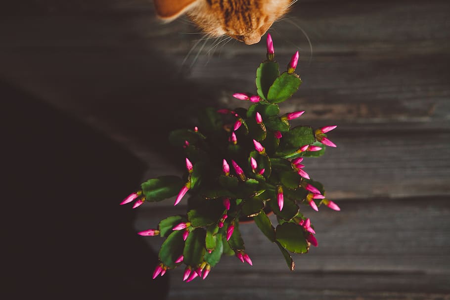 plant, one person, flower, freshness, close-up, flowering plant HD wallpaper