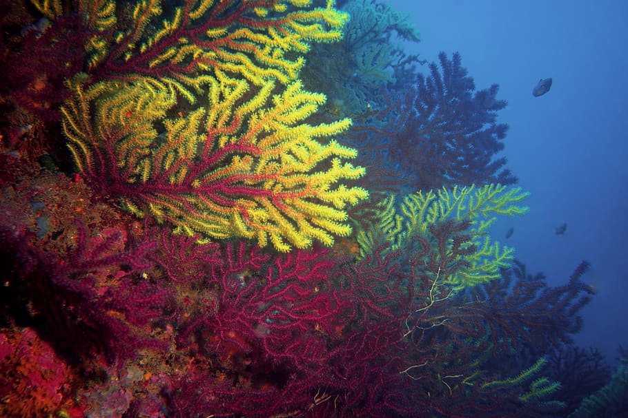 coral reefs, underwater, undersea, sea life, invertebrate, animal themes HD wallpaper