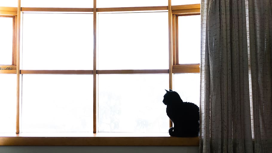 cat sitting on window during daytime, domestic, pets, domestic animals HD wallpaper