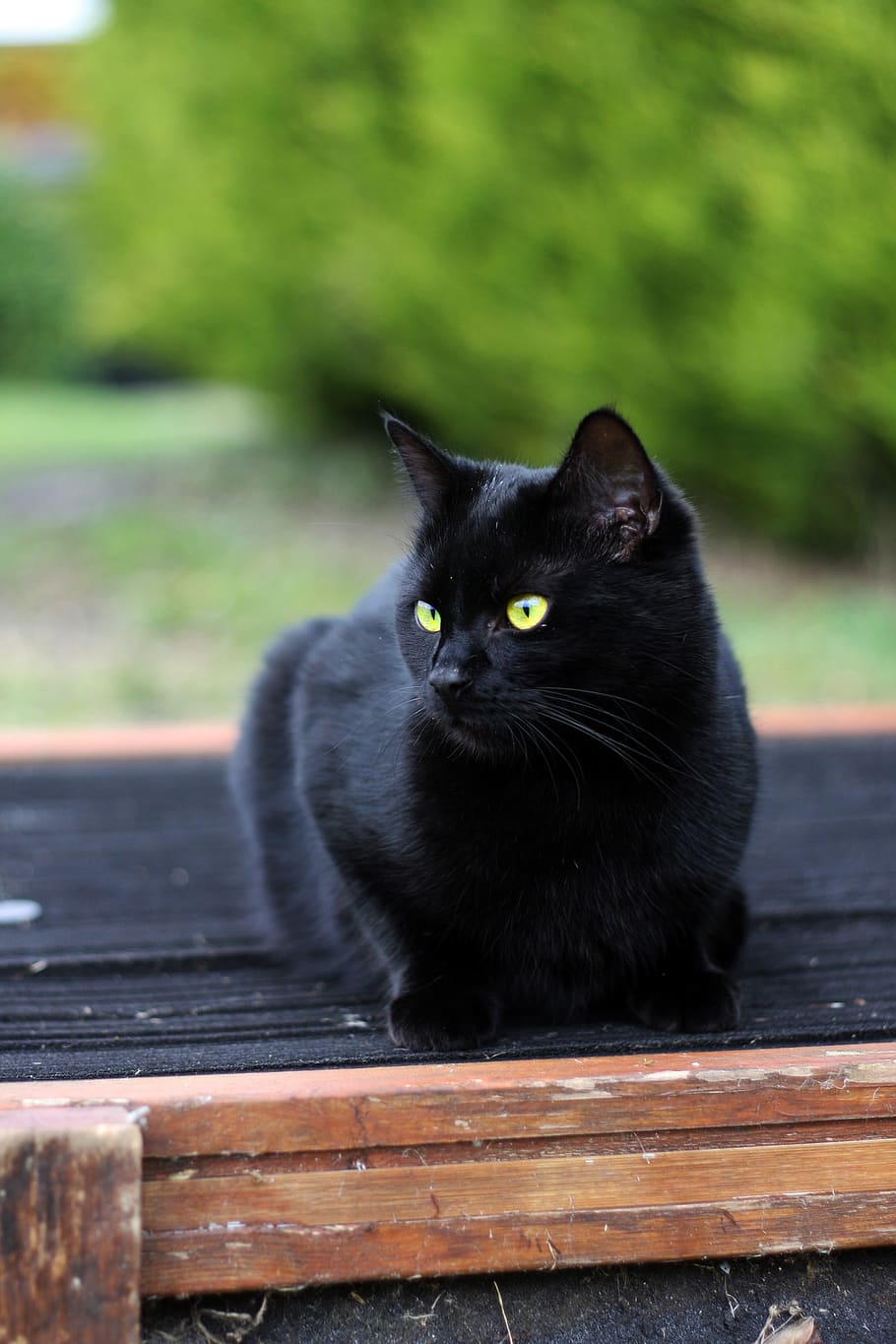 black cat, animal, pet, dark, kitten, feline, white, eyes, looking, HD wallpaper