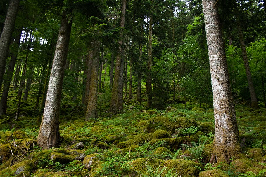 trees, forest, hike, nature, green, plant, land, growth, trunk HD wallpaper