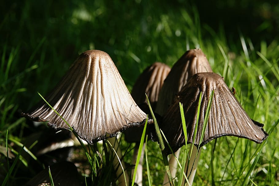 mushrooms, meadow, grass, plant, focus on foreground, close-up HD wallpaper