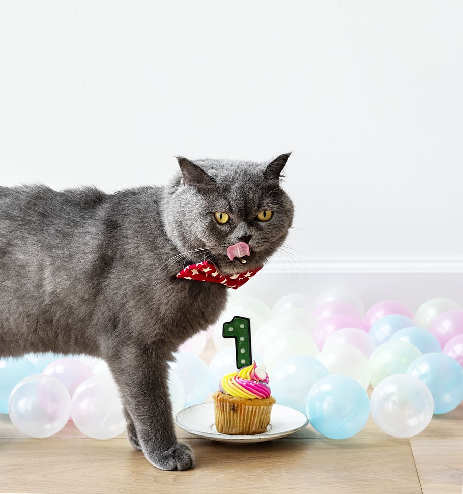 Gray Cat Next to Cupcake, animal, balloons, birthday, candle, HD wallpaper