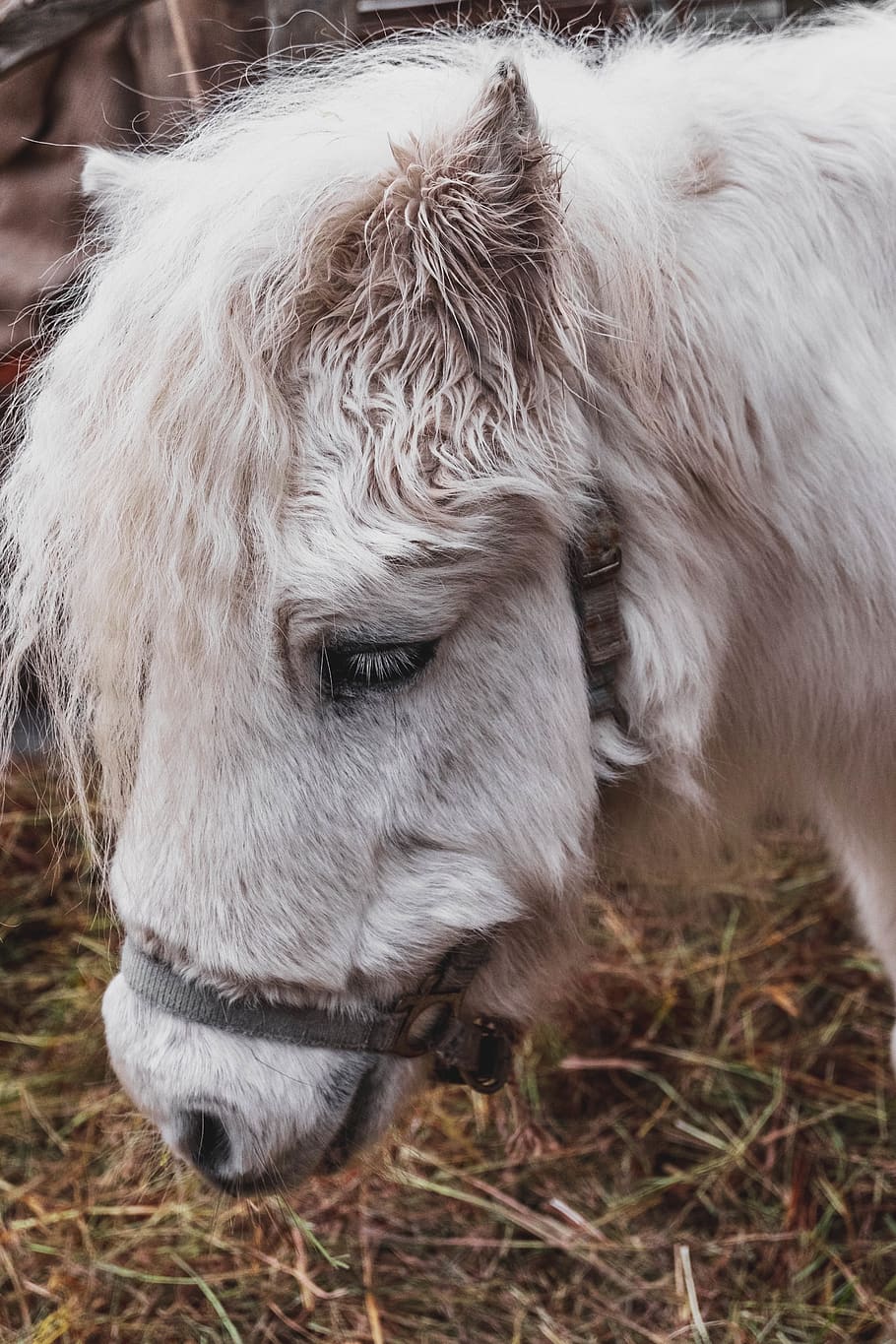 white horse, domestic animals, mammal, animal themes, pets, one animal HD wallpaper