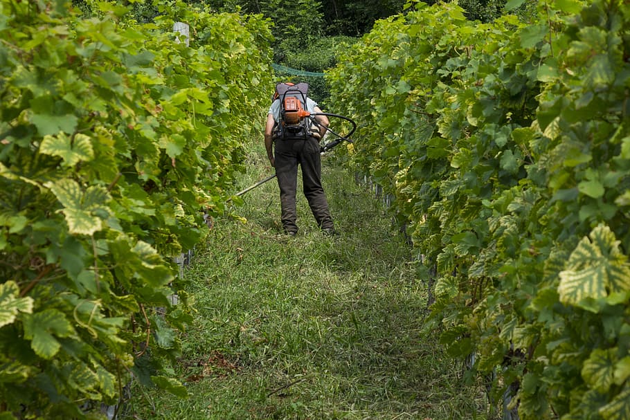 grapes, viticulture, winemaker, vine, fruit, winegrowing, grapevine HD wallpaper