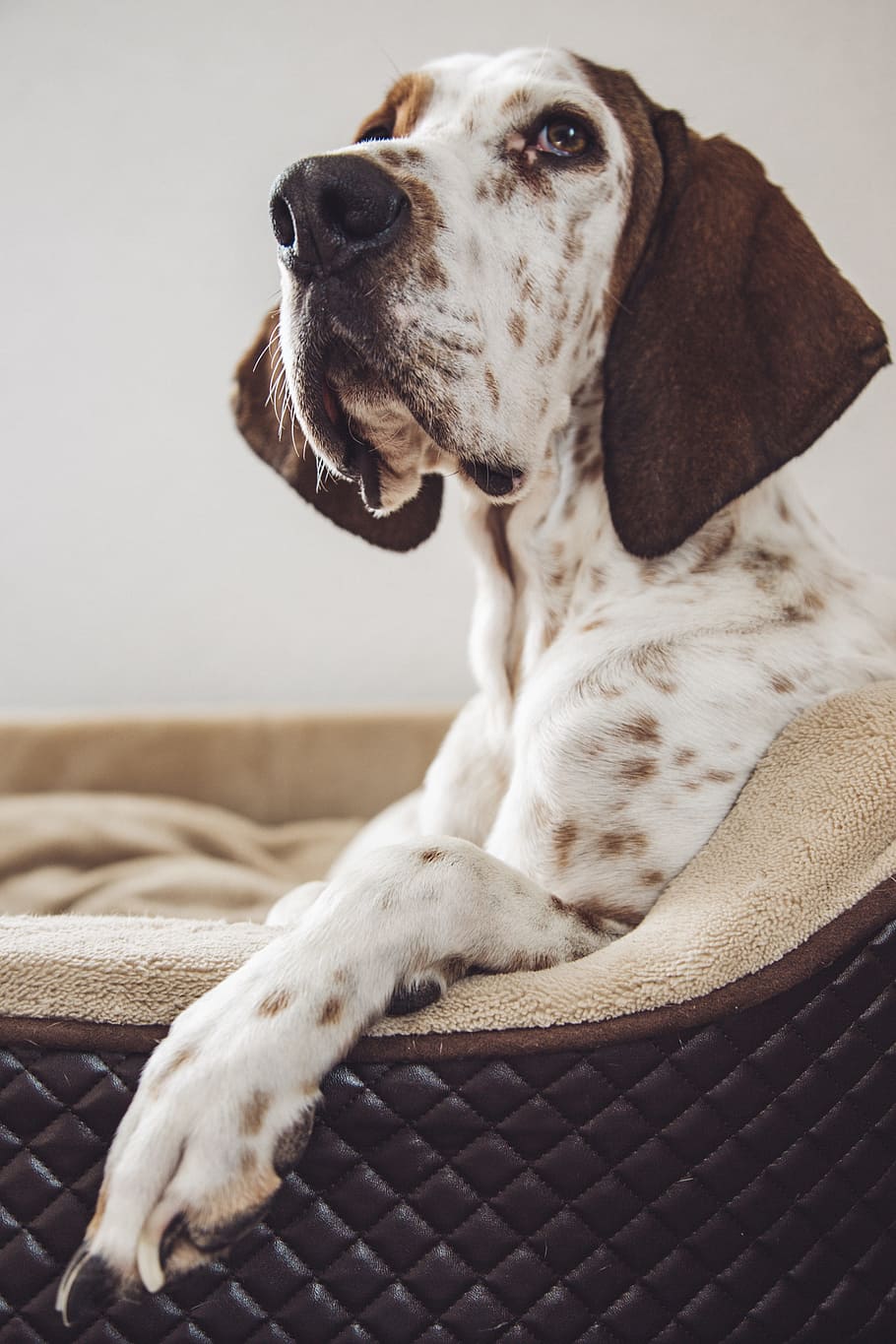 white and brown dog sitting on gray and black couch, great dane HD wallpaper