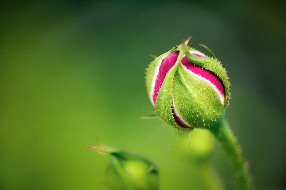 rose, macro, bud, flower, plant, close-up, green color, freshness HD wallpaper