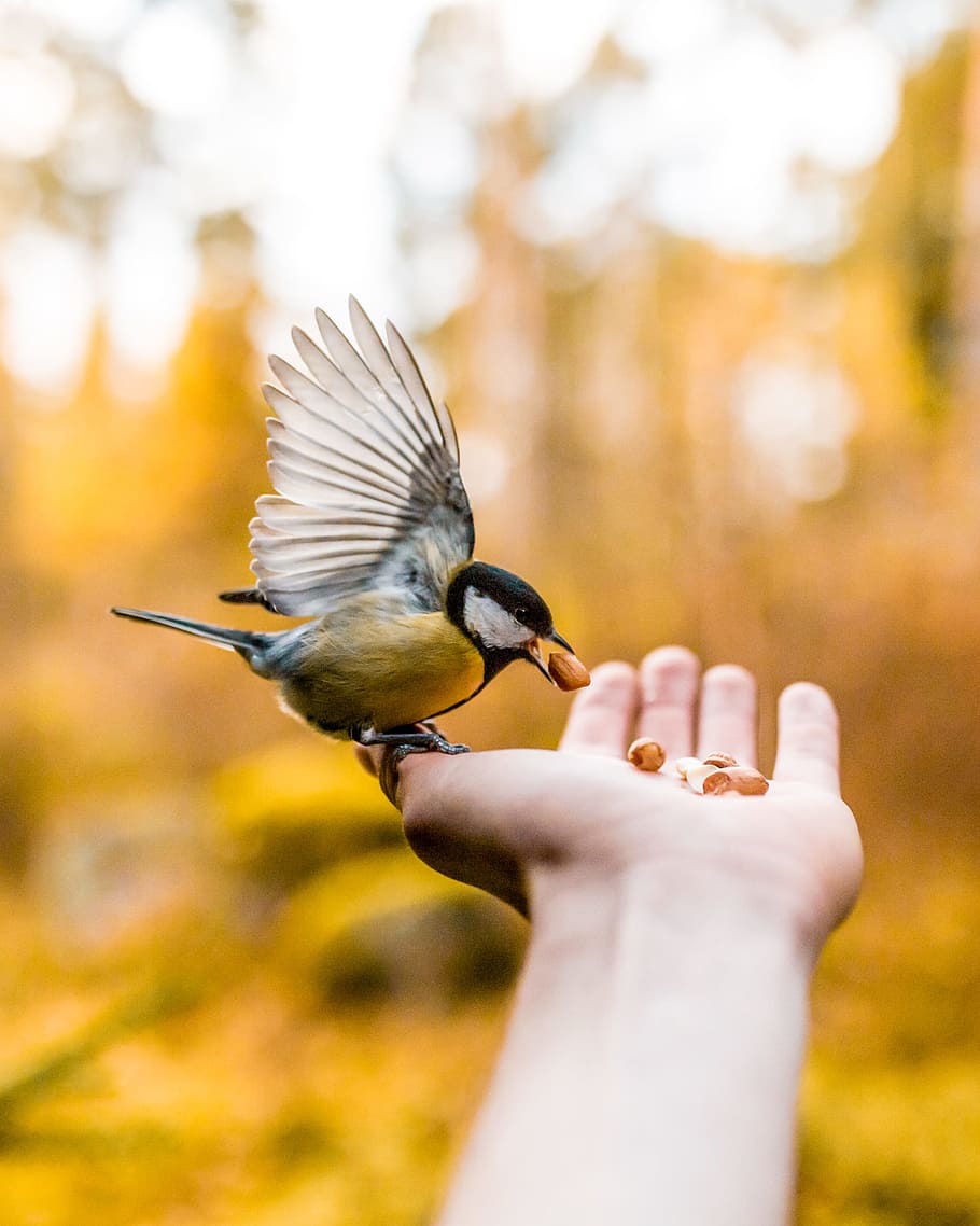 photo of brown and black bird on person palm eating a food, hand