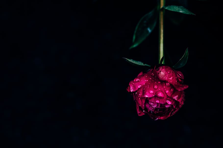 red rose flower wallpaper, freshness, close-up, studio shot, plant HD wallpaper