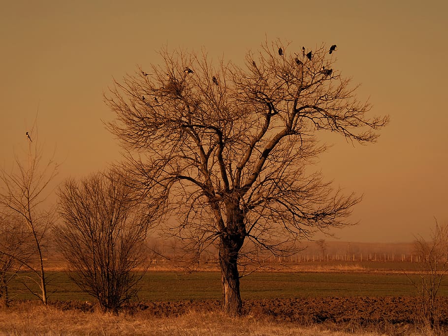 fall, fallen, leave, nature, dry, tree, wood, bare tree, beauty in nature HD wallpaper