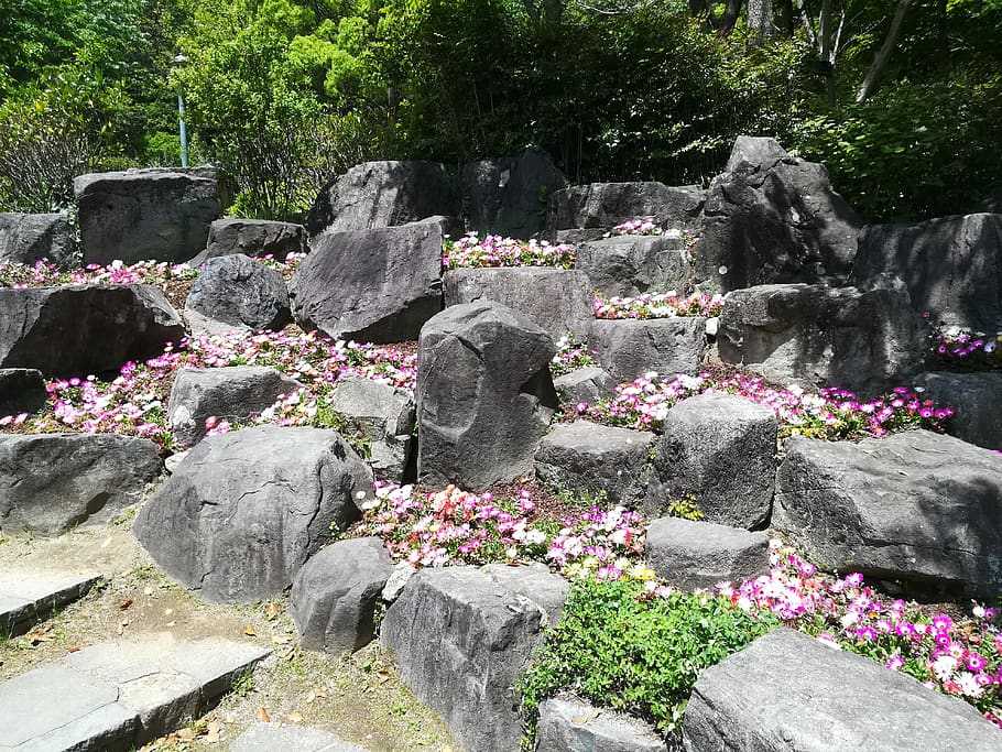 kōbe-shi, japan, plant, flower, solid, nature, day, flowering plant HD wallpaper