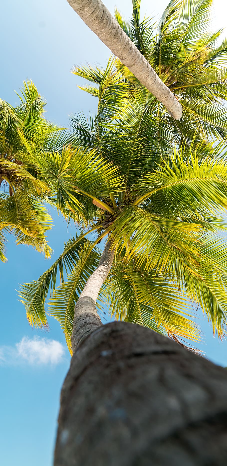 green coconut trees during daytime, plant, palm tree, sky, low angle view HD wallpaper