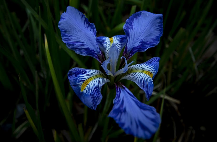 uk, london, royal botanic gardens, Iris, blue flower, Kew Gardens