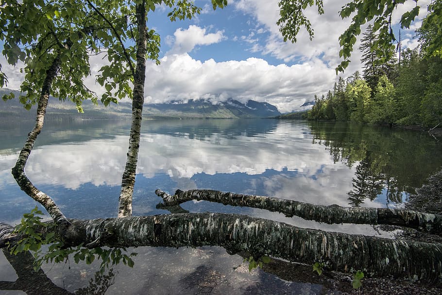 lake, mcdonald, trees, reflection, calm, landscape, scenic HD wallpaper