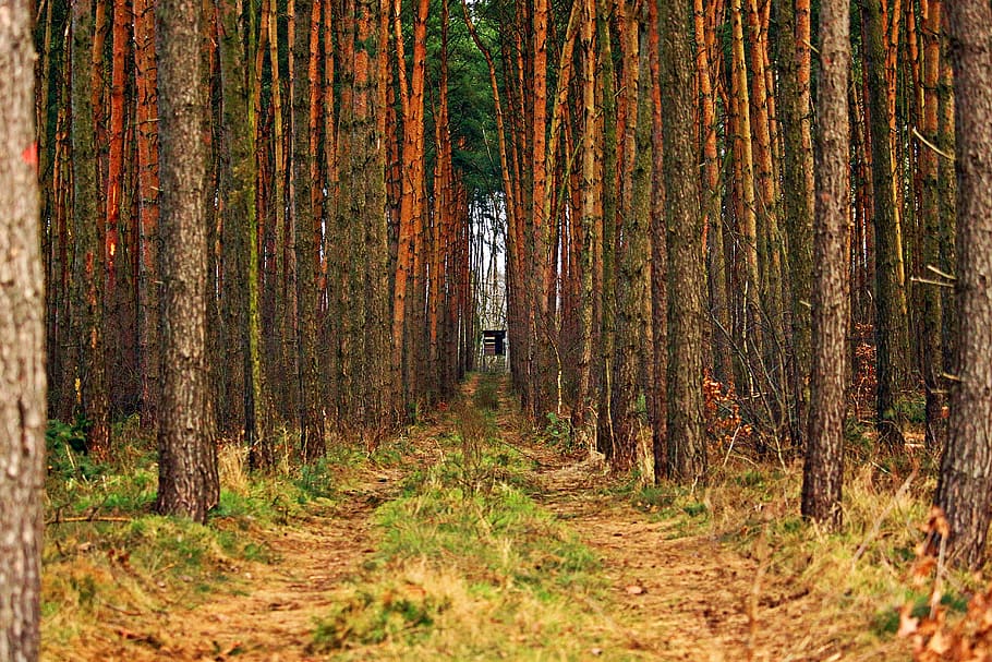 forest, swath, ansitz, perch, hunting was, pine, wood, tree HD wallpaper
