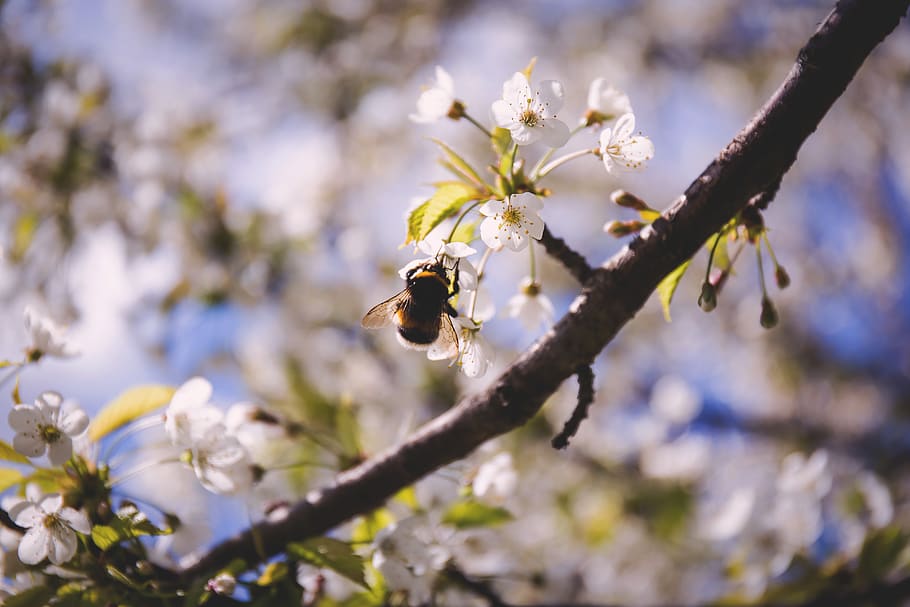 Brown Bee on White Petaled Flower at Daytime, blossoms, insect HD wallpaper