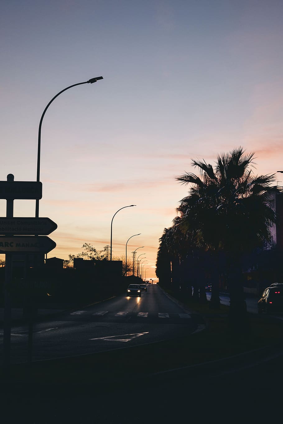 Silhouette Photo of Road Between Majesty Palm, backlit, cars HD wallpaper