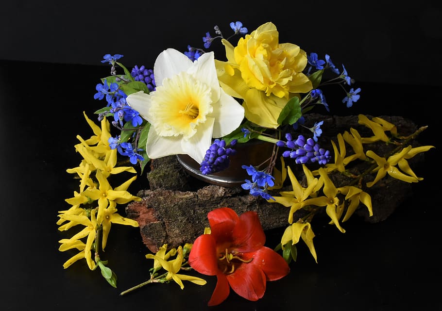 forget me not, tulips, osterglocken, easter, still life, flowers HD wallpaper