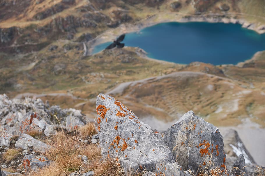 black bird flying above mountain, grand chavalard, switzerland HD wallpaper