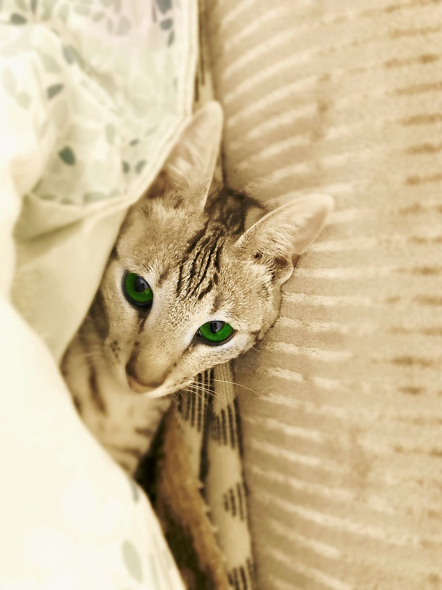 animal themes, one animal, mammal, domestic animals, pets, feline HD wallpaper