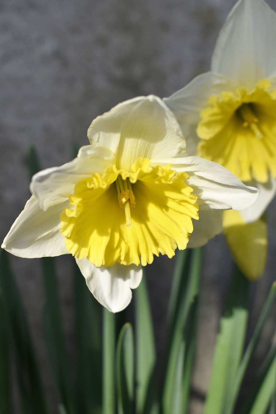 osterglocken, flowers, plant, easter, spring, yellow, nature HD wallpaper