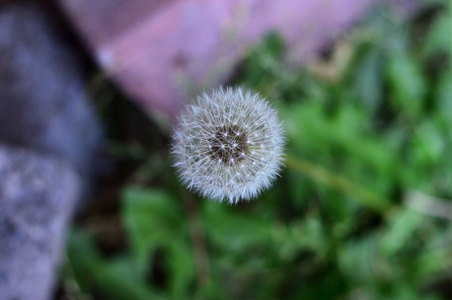 grass, macro, nature, dandelion, spring, summer, flower, plant HD wallpaper
