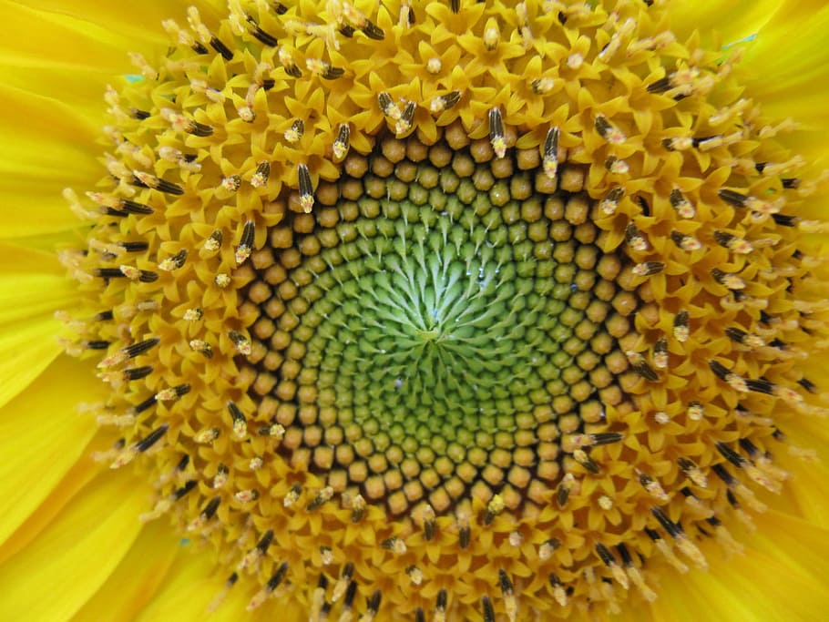 close, closeup, flower, fresh, nature, fragrance, garden, blooming HD wallpaper