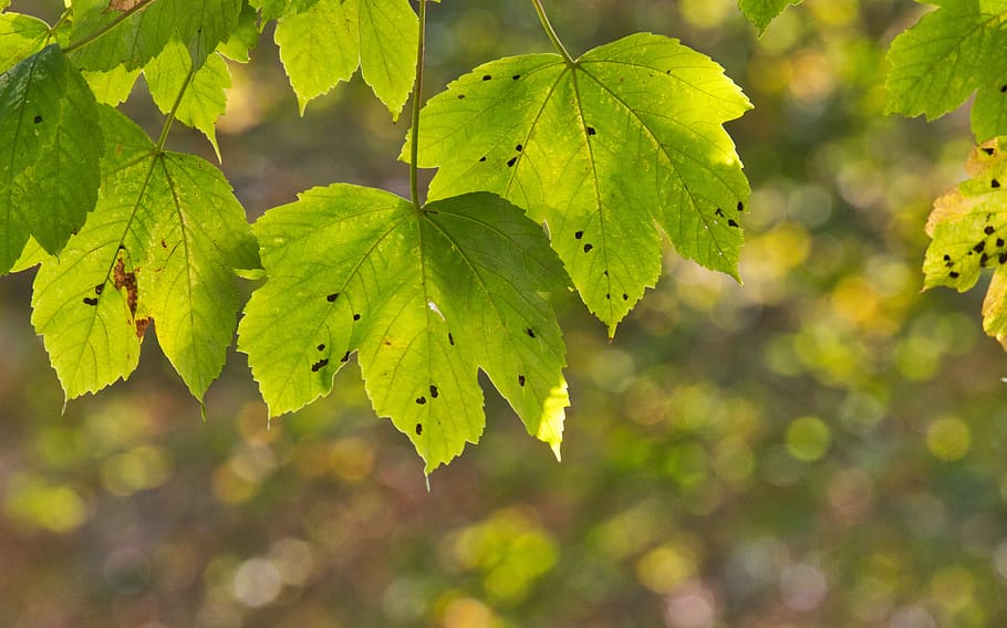 leaves, light, maple, nature, autumn, mood, green, atmospheric HD wallpaper